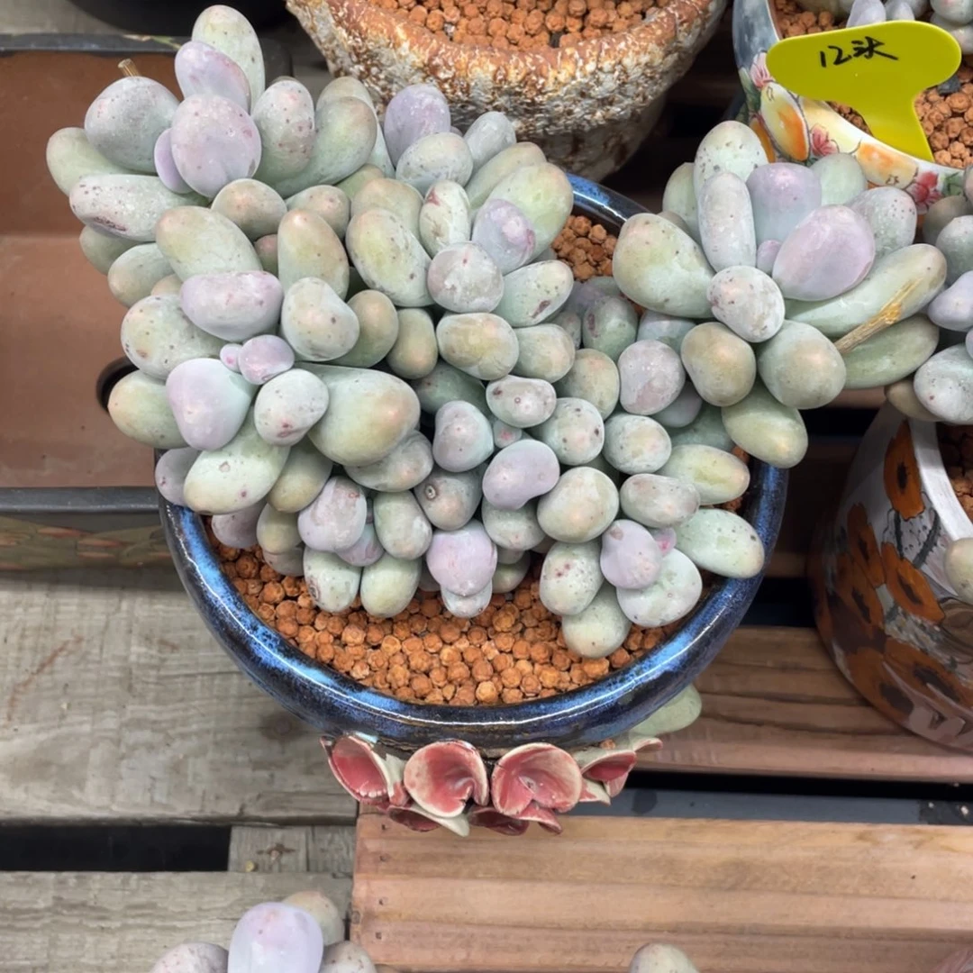 米可奶酪，群生。