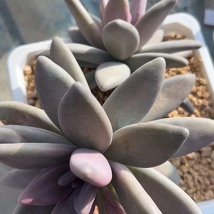 企鹅双头带两仔111