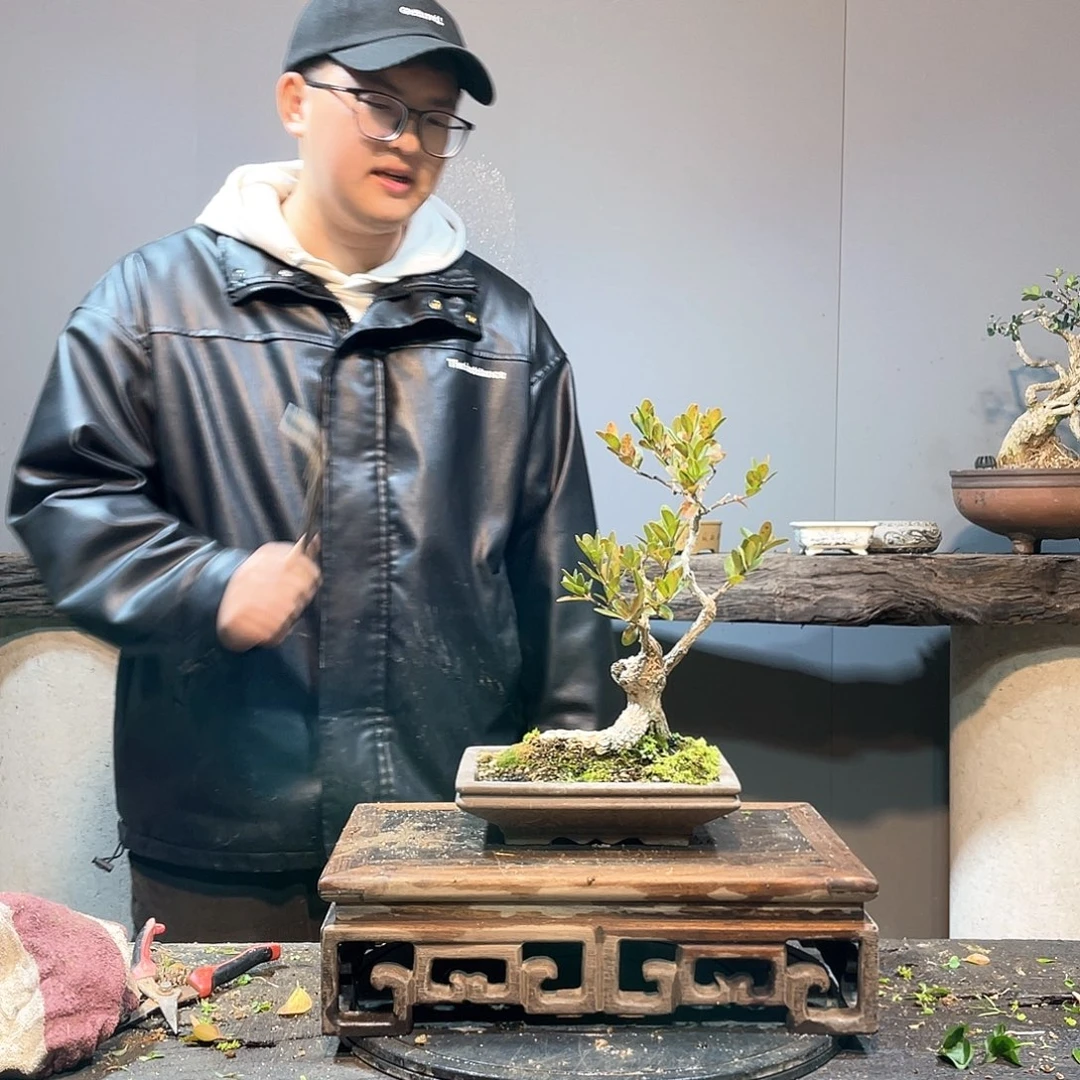 木头谦**取海岛黄杨