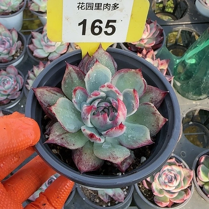 嘿****165 惊鸿仙子多肉植物6-9cm