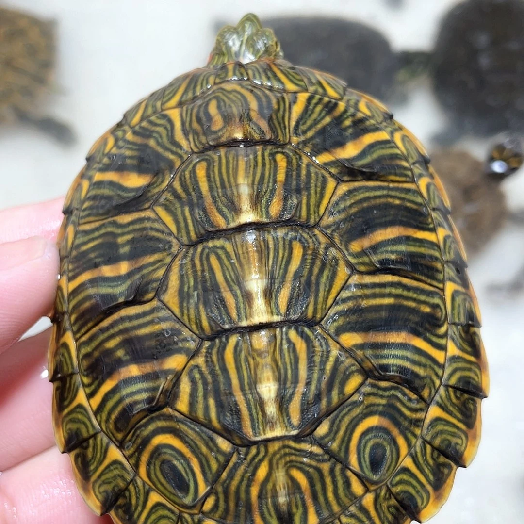 宠物龟不分公母8格