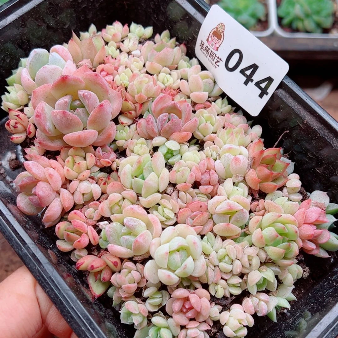 多肉植物多肉植物