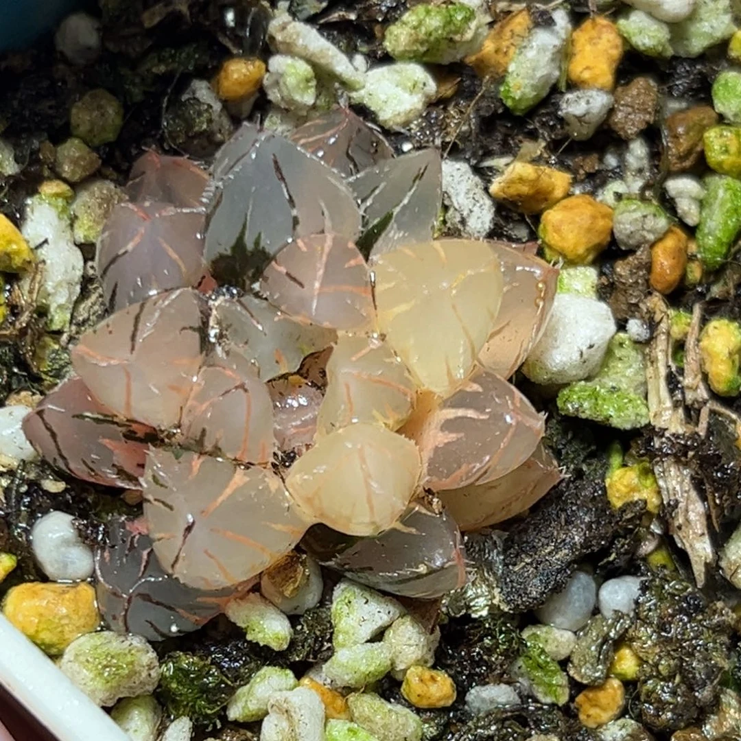 恭喜发财大吉大利0038