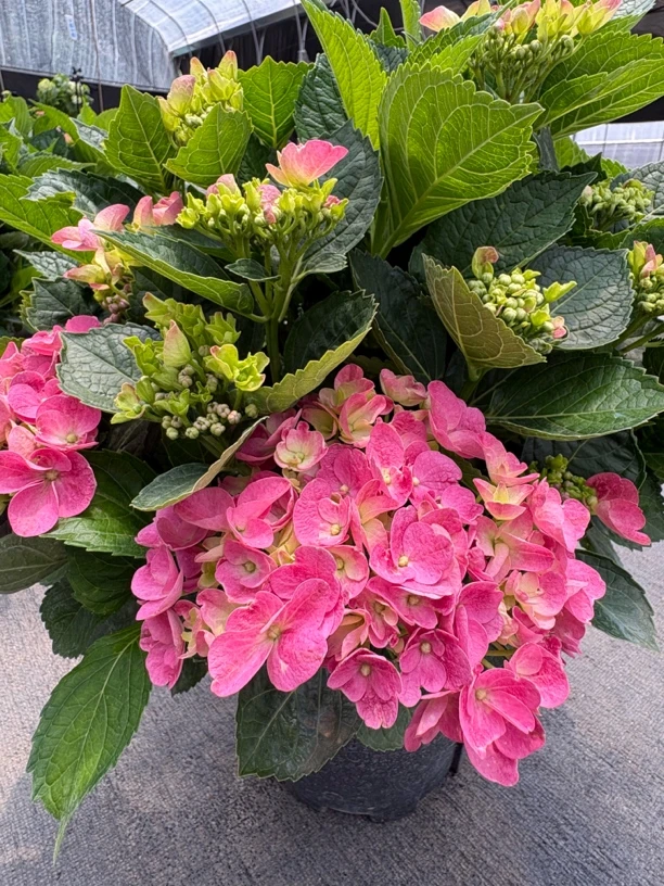 【大两加仑盆】涨粉福利，两加仑一物一拍，请到直播间拍实物