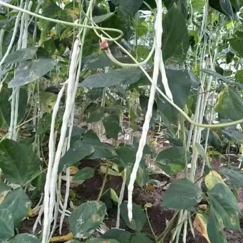 长子豆农家自种新鲜本地白豇豆新鲜采摘发货