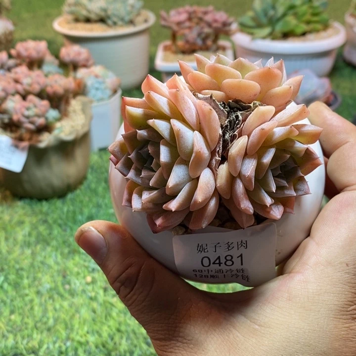 0481啊啊啊啊啊啊啊啊啊啊