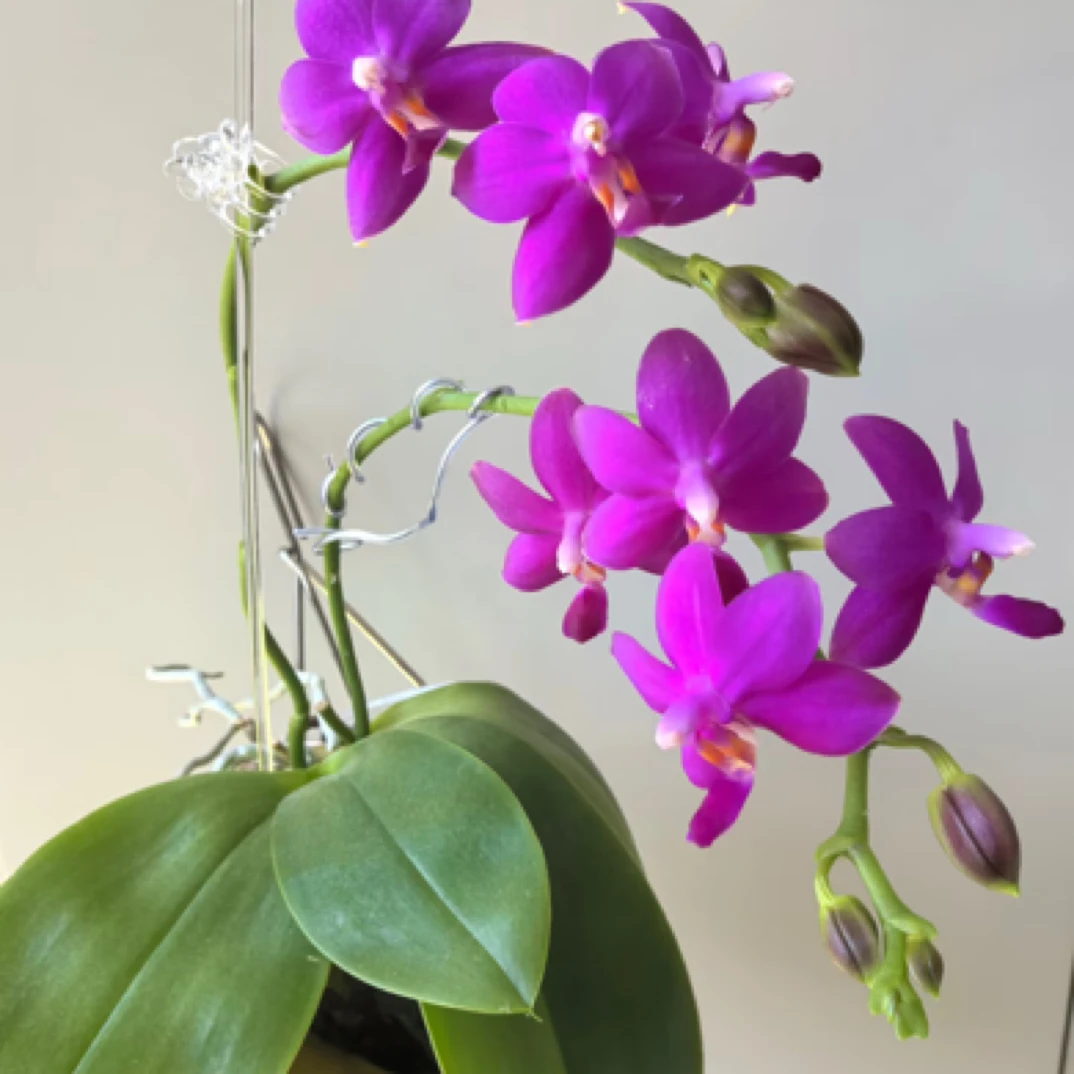 【淘花源记】浓香型趣味兰红马丁2.8寸杯带花剑花苞蝴蝶兰