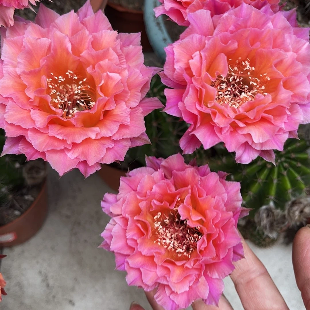 彩草58号5-6公分左右