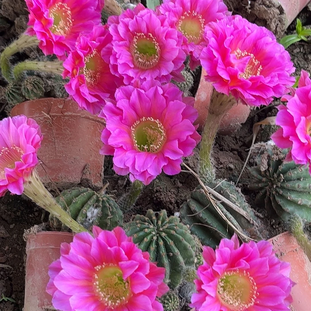 浓淘金师生仙人球20包邮瑕疵斑