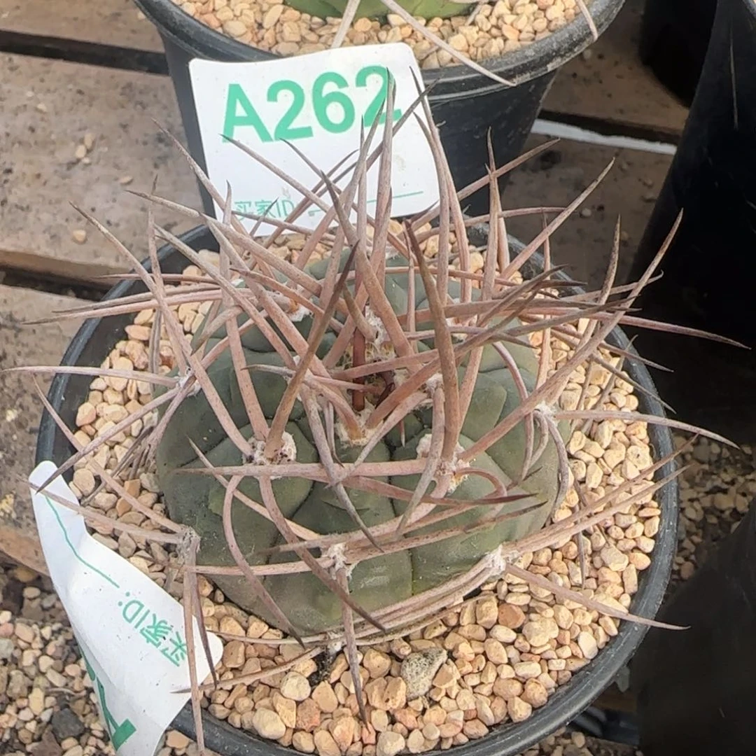 欧系摩天龙 实生仙人球284