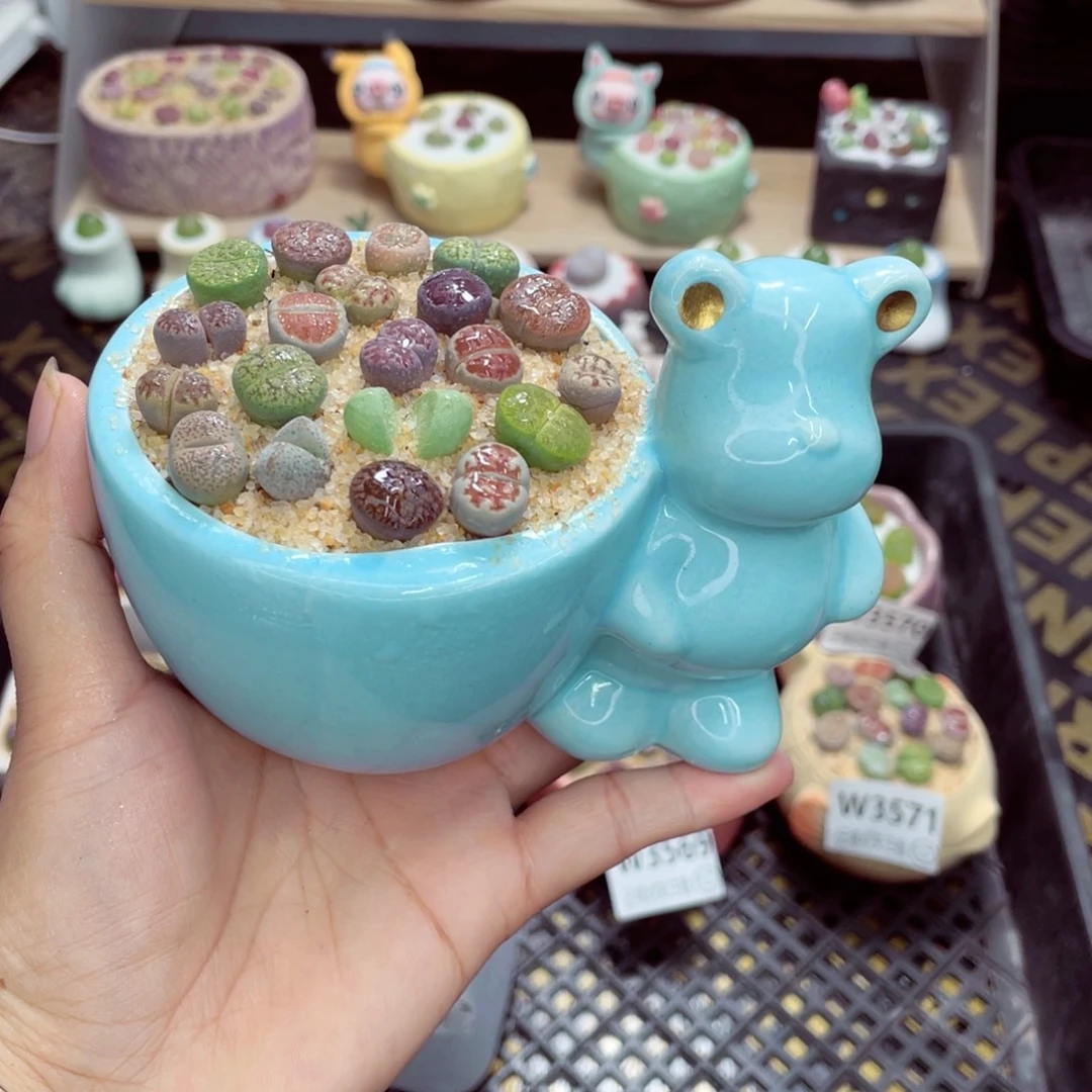 w3574 带盆土发货一物一拍