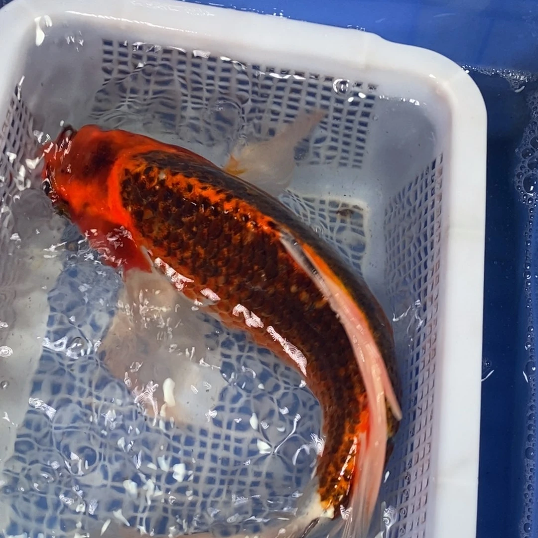 锦鲤冷水锦鲤包邮