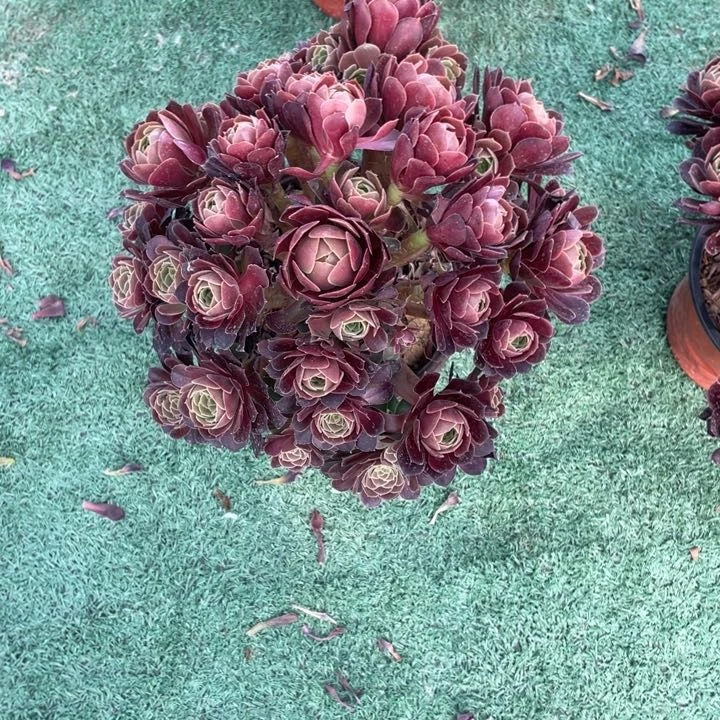 9号老桩荷兰玫瑰法师