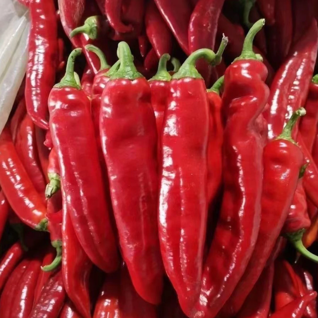 正宗东北绥化红色辣妹子新鲜辣椒自然变红黑龙江绥化薄皮辣妹子