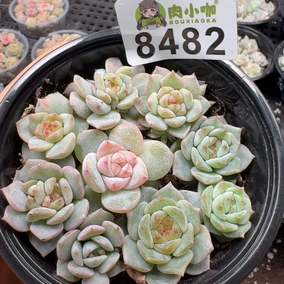 多肉植物多肉植物