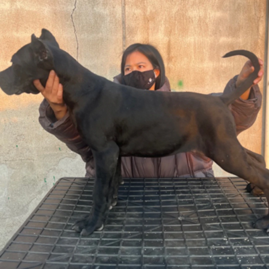 「佰途家」宠物活体卡斯罗杜宾狗狗