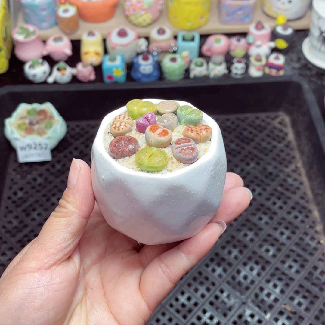 w9253 带盆土发货-零下地区拍保温箱