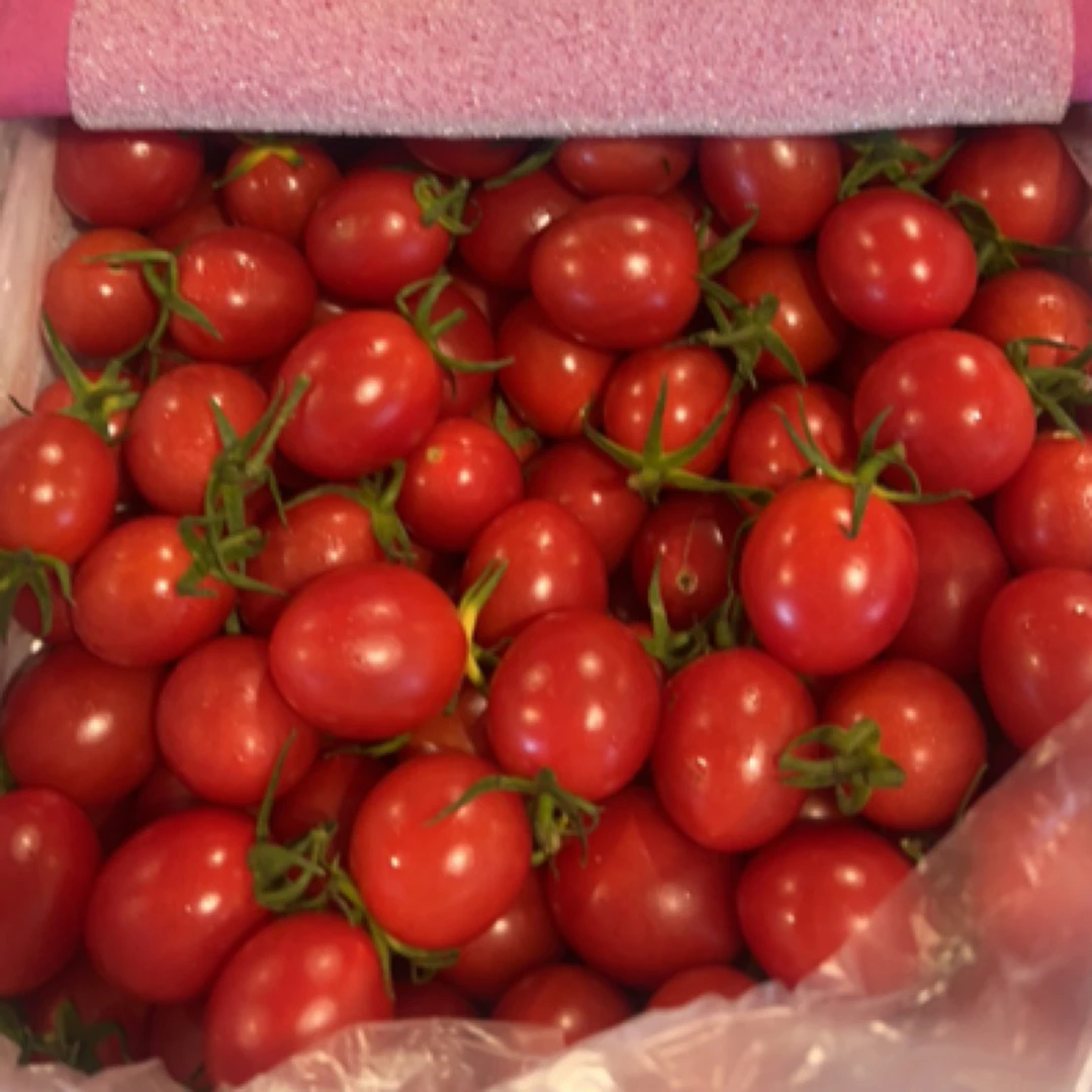 广东电白梦想千禧圣女果