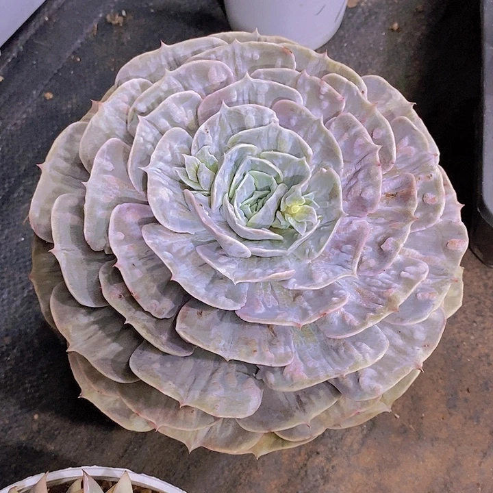 白***白多肉植物大单一个