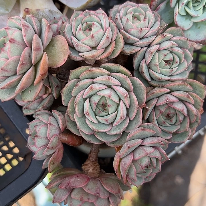 幸运儿的故事是在这片