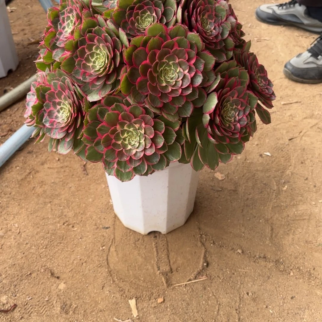 星*58粉花妖多肉植物绿植