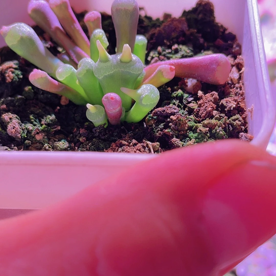 ****来菊晃玉变异1111111