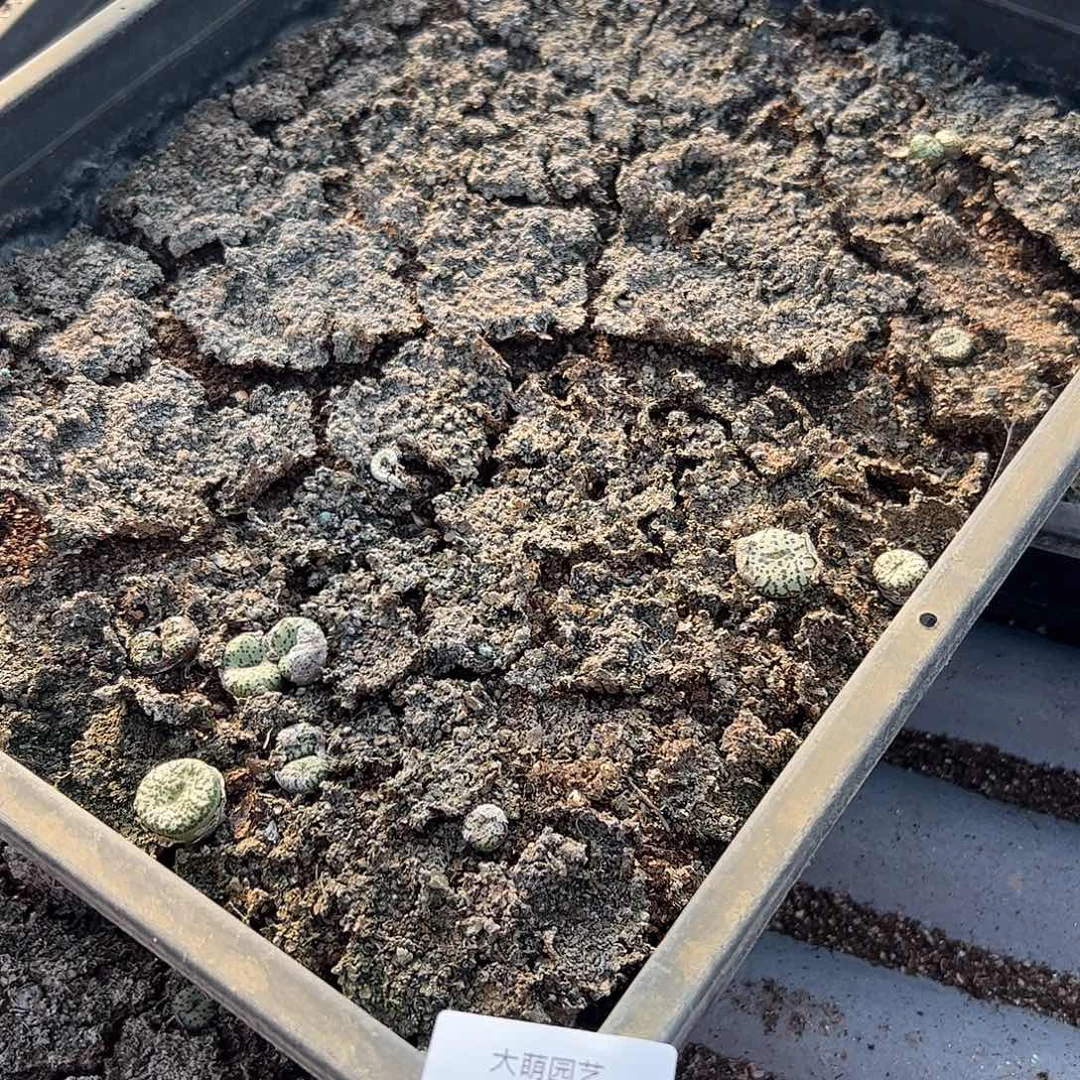 清框脱土发无售后默认有疤。805