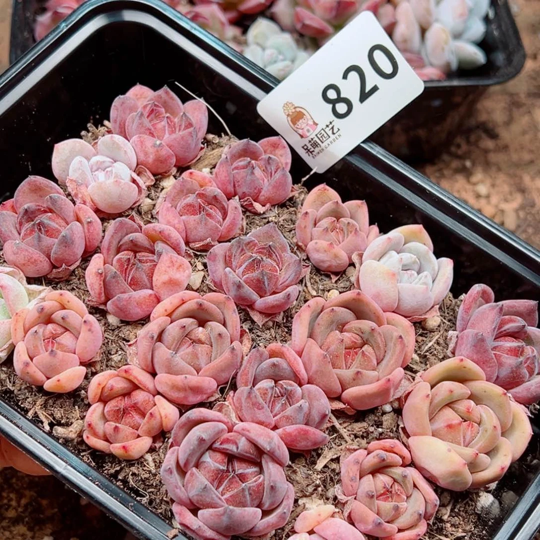 当前无花朵，栽培后可花朵