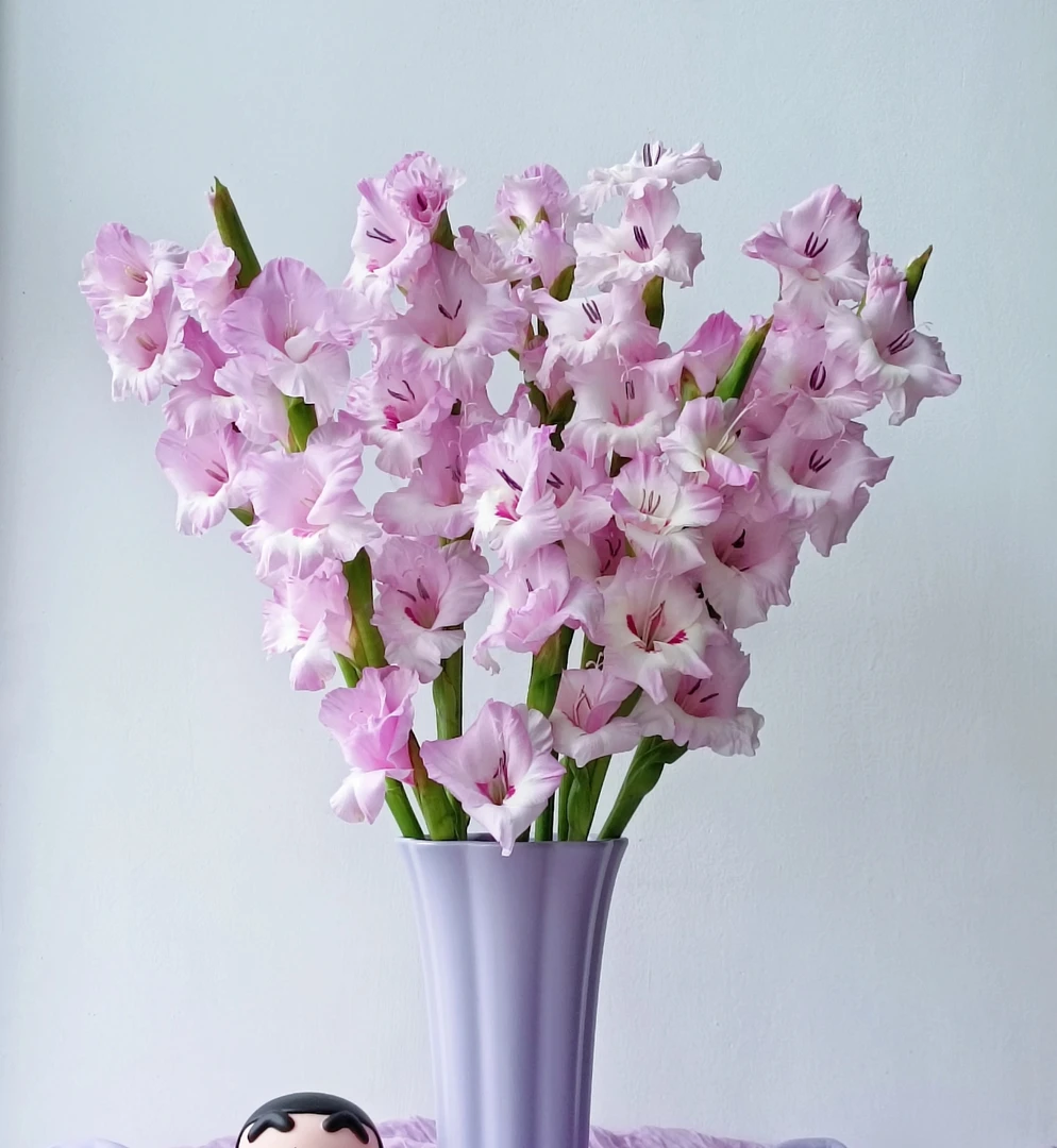 【一帘幽梦剑兰AK】粉紫色剑兰花期久 | 任意满两单鲜花包邮