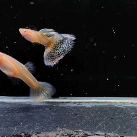 孔雀鱼微瑕银蛇白子一对