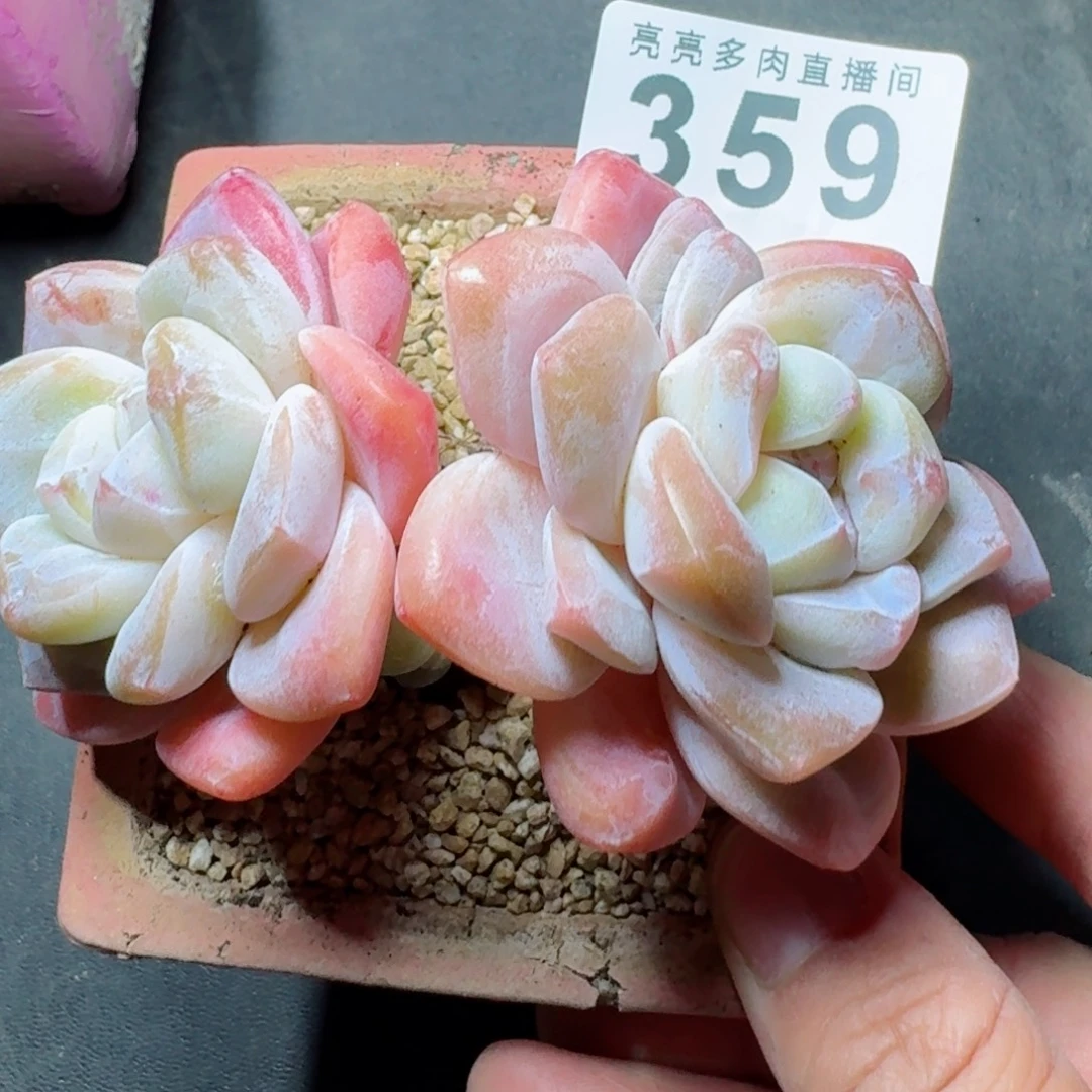 老桩冰玉      愿你一路坦途，乘风破浪展宏图