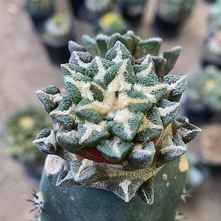 无花朵福利双头颗粒黑牡丹046