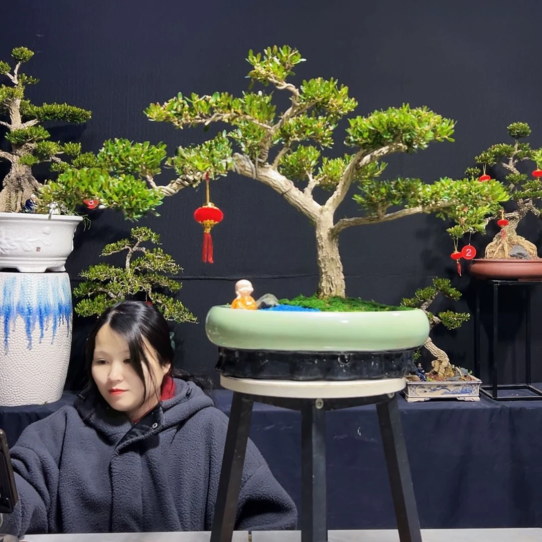 绿植茶**香广东皱皮黄杨木盆景