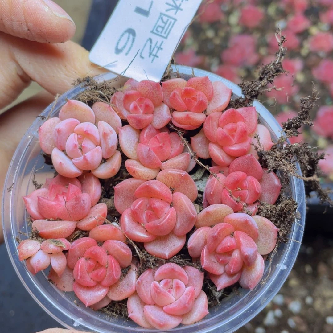 多肉植物多肉植物716