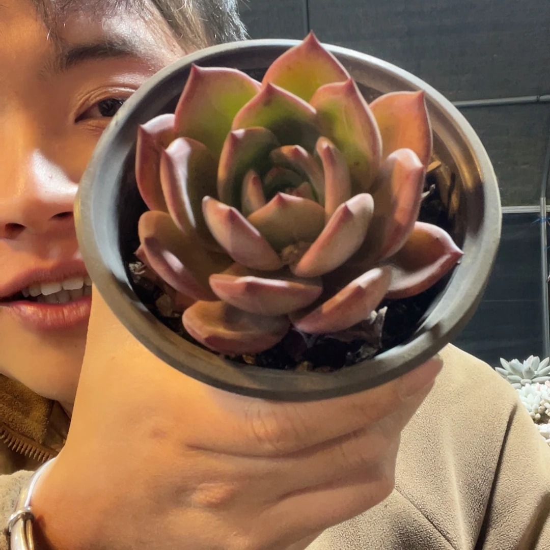 夜魔侠满20包邮脱土发货