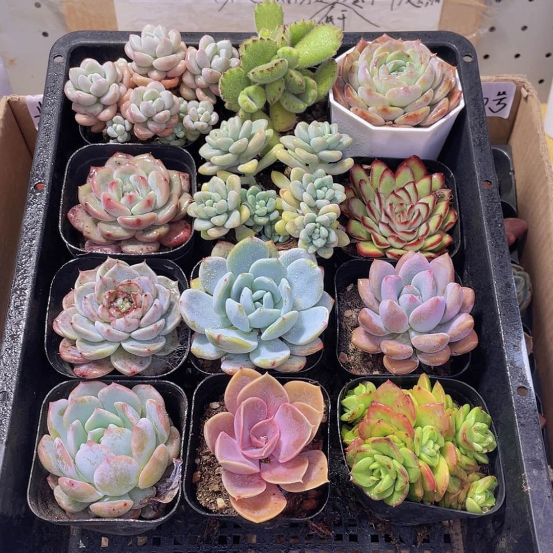 【闪购商品】【量拍】12颗-10号约4-6厘米脱土发