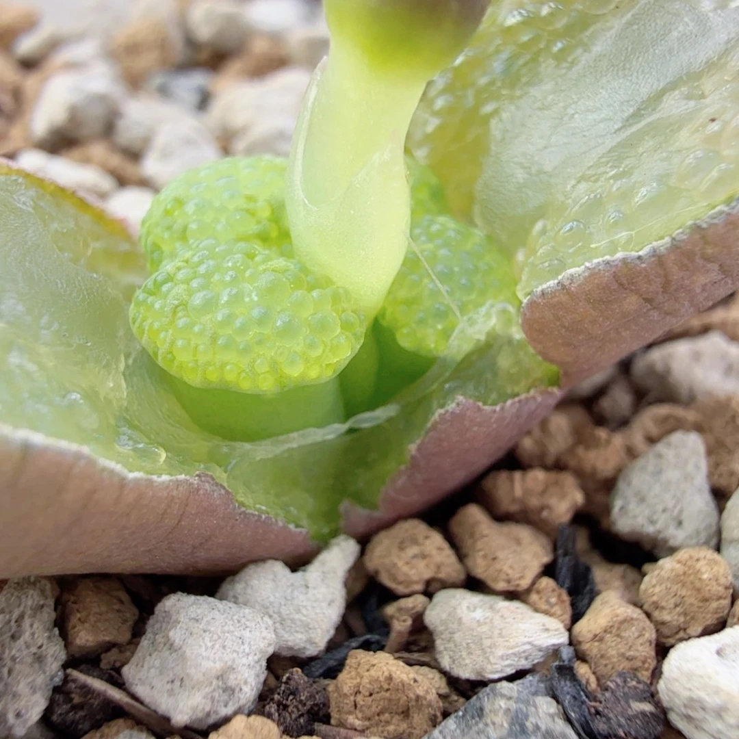 1-2-c1 日本全窗鱼子酱