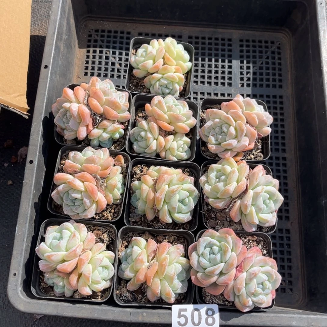 G***j508号   月底发G人：（检举揭发豆腐健健康康快快快快快