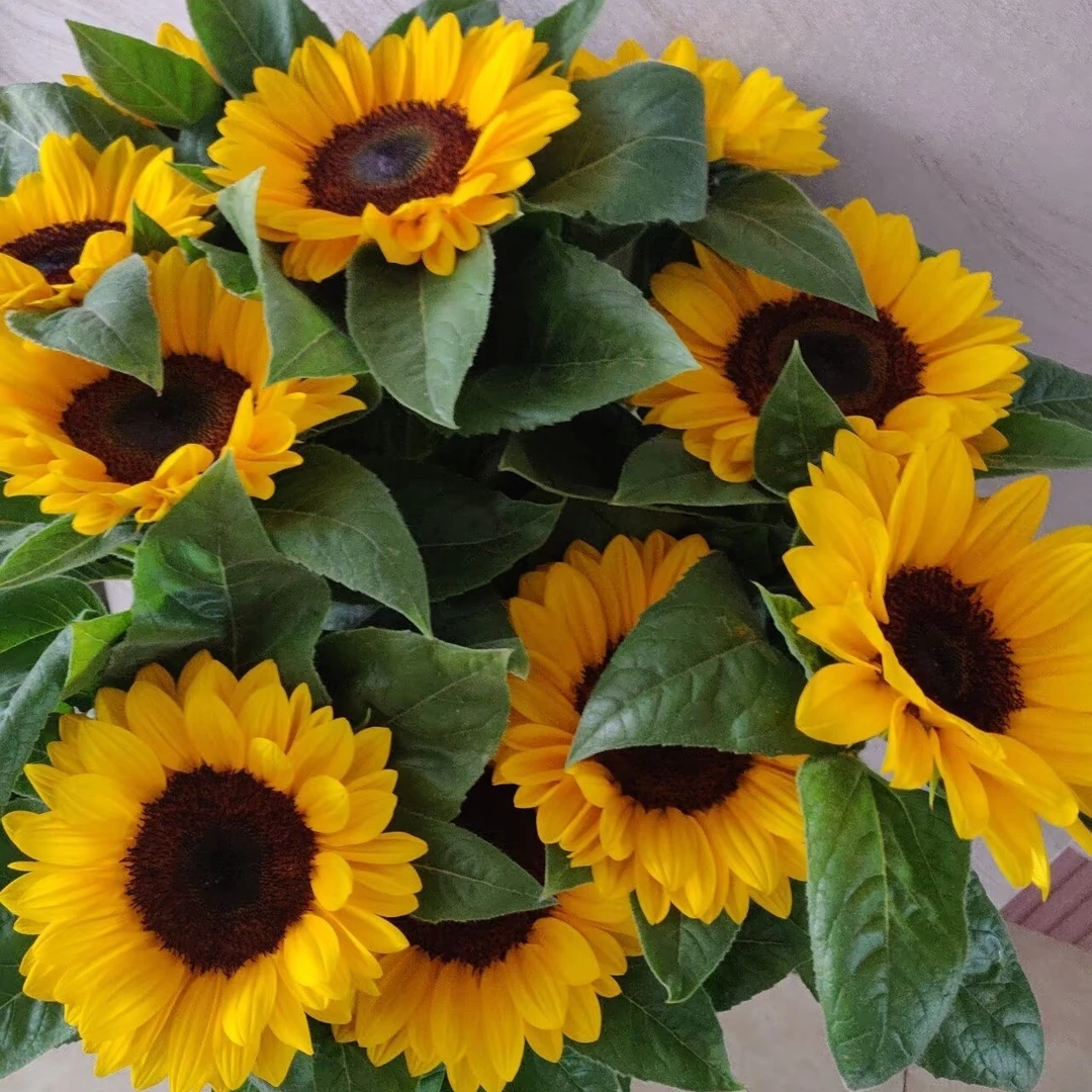 【一路向阳】5支装向日葵瓶插年宵花