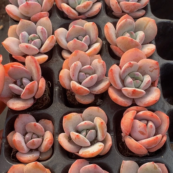 奶茶10颗  （满9.9包邮不满9.99发叶子）