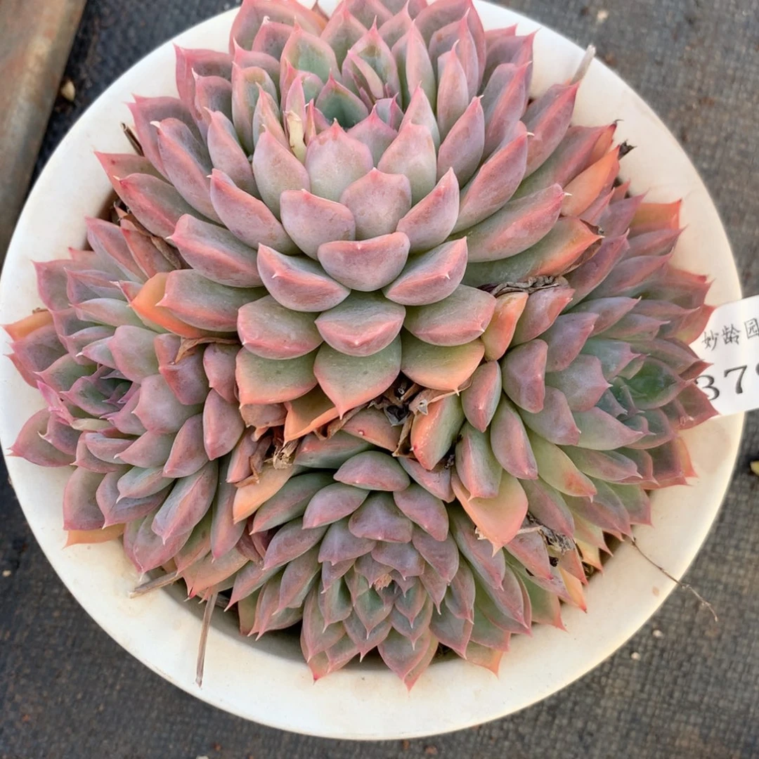 3795杂交精品基地14厘米