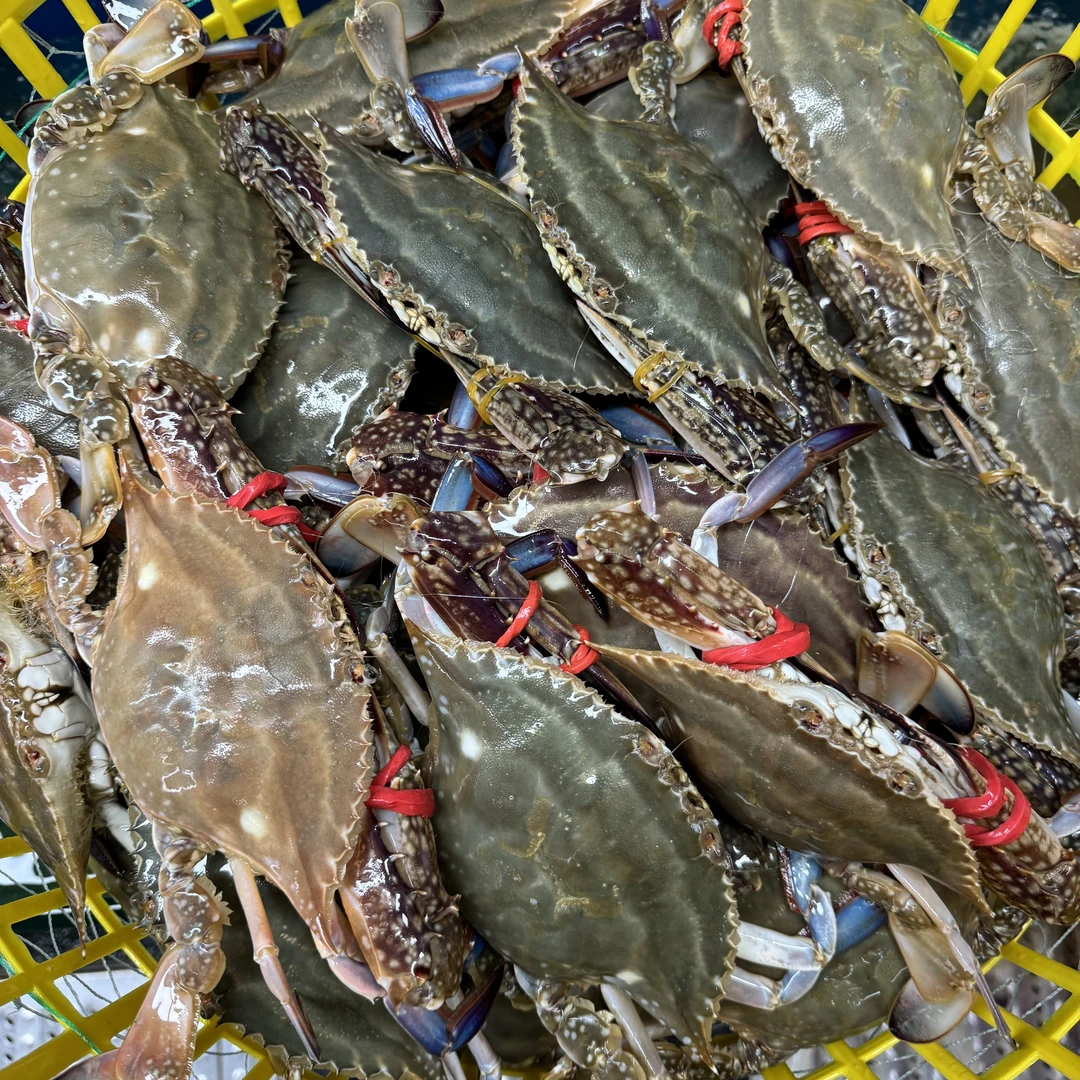 【鲜活到家】莱州湾满肉梭子蟹三斤装单只4/7两约5/9只海捕蟹部分缺腿)【保鲜不保活】
