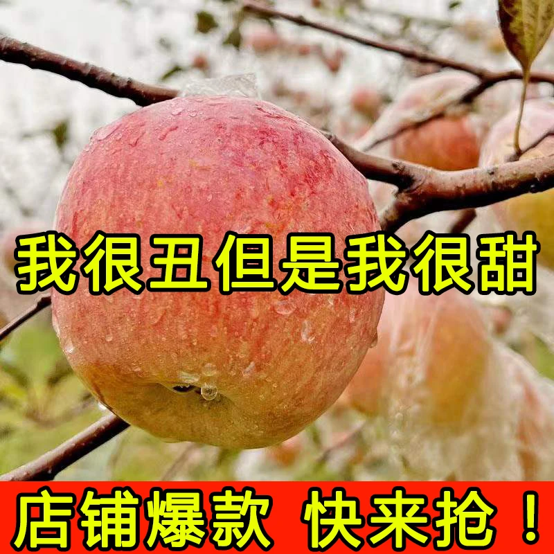 果中邢25现摘富士苹果水果嘎啦新鲜应季又脆又甜冰糖心酸甜正宗丑