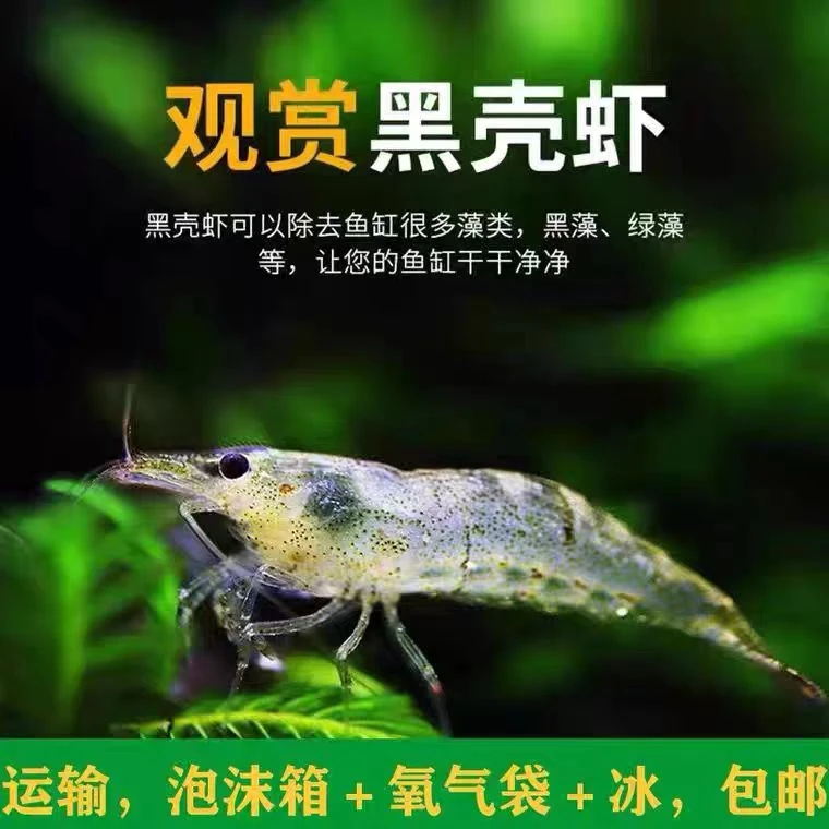 观赏除藻黑壳虾除藻工具鱼虾清洁虾黑壳虾除藻虾乌龟饲料鱼饲料