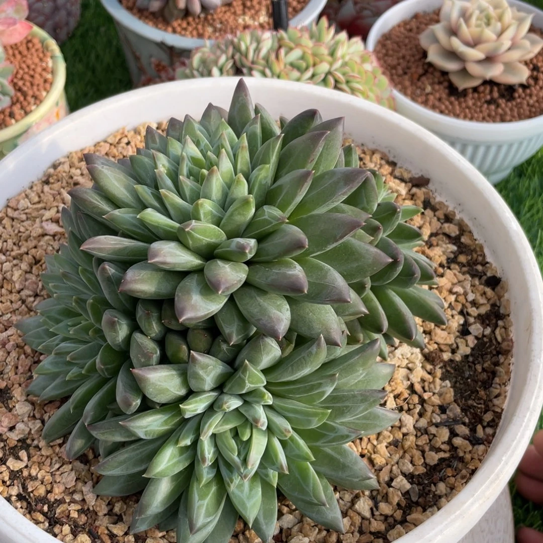 综合多肉链接梵高