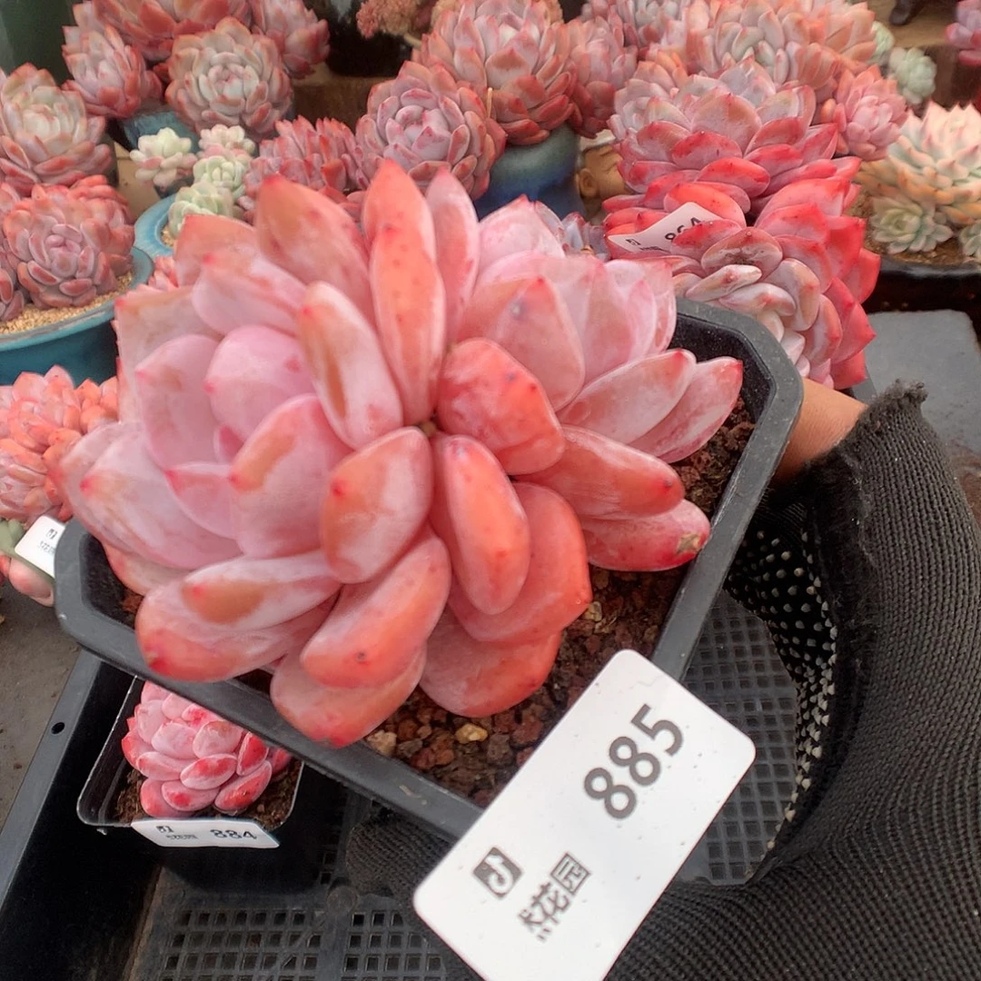 885雪天使多肉植物666