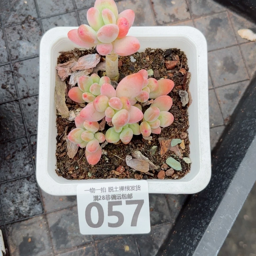 樱花奶老桩无盆土发货