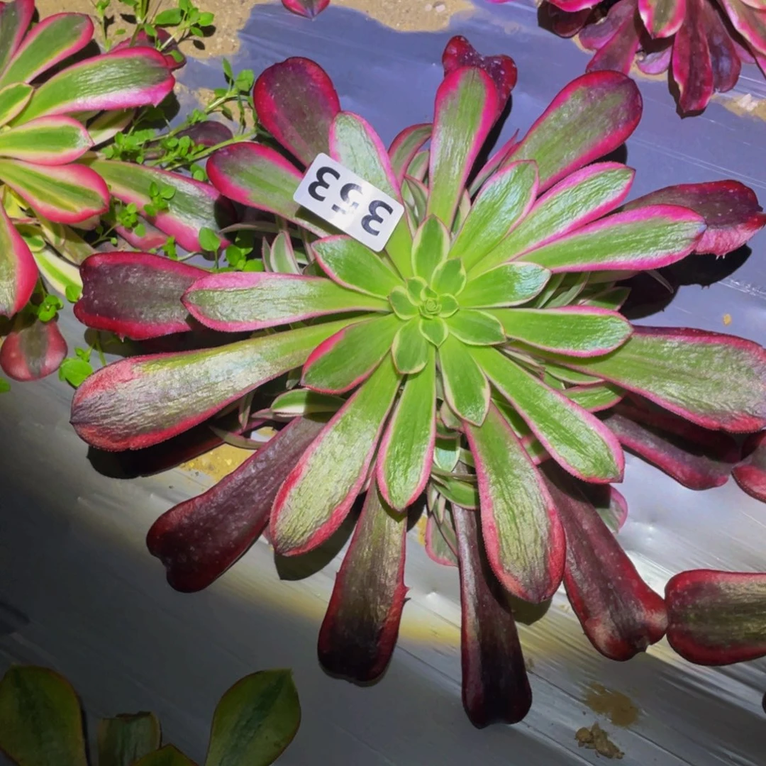 美杜莎多肉植物多肉353