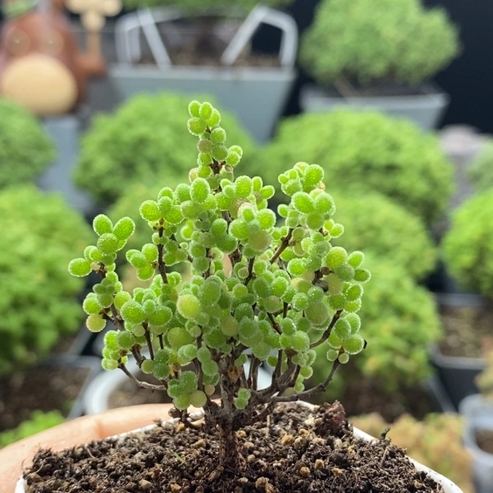 ꧁***米蜜橘糖球8288枝干番杏