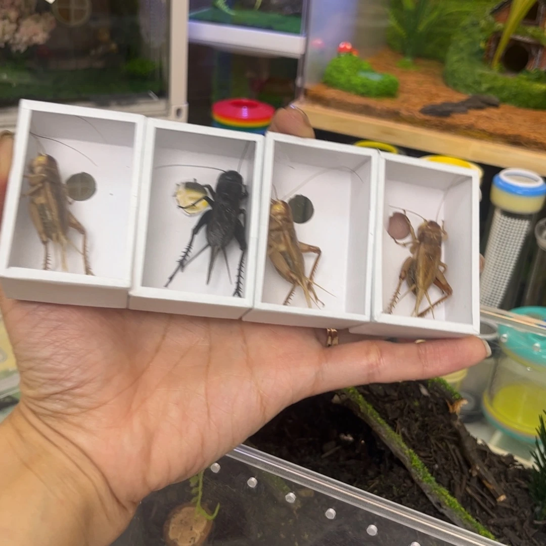 H***Q4只油葫芦拍拍拍拍